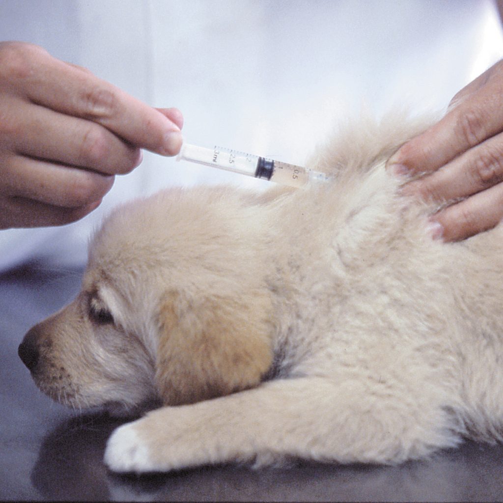 afbeelding Hondenziekte