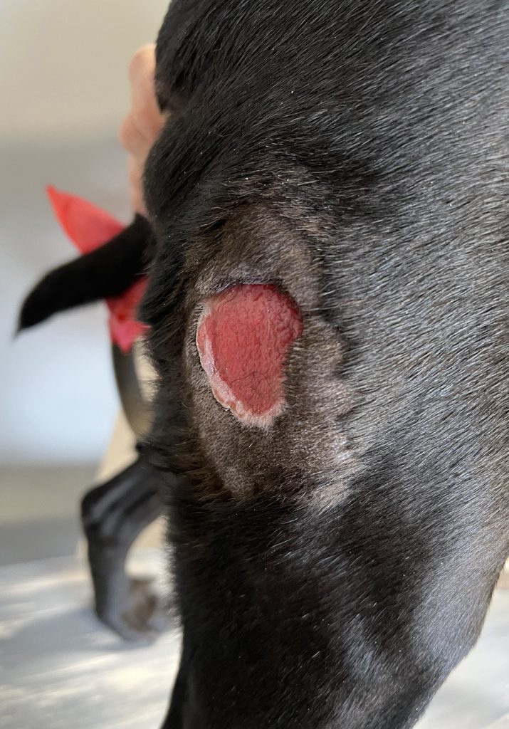 Dierenkliniek Tiel-Drumpt: Behandeling van een mastocytoom bij de hond met Stelfonta