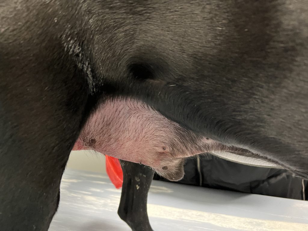 Dierenkliniek Tiel-Drumpt: Behandeling van een mastocytoom bij de hond met Stelfonta