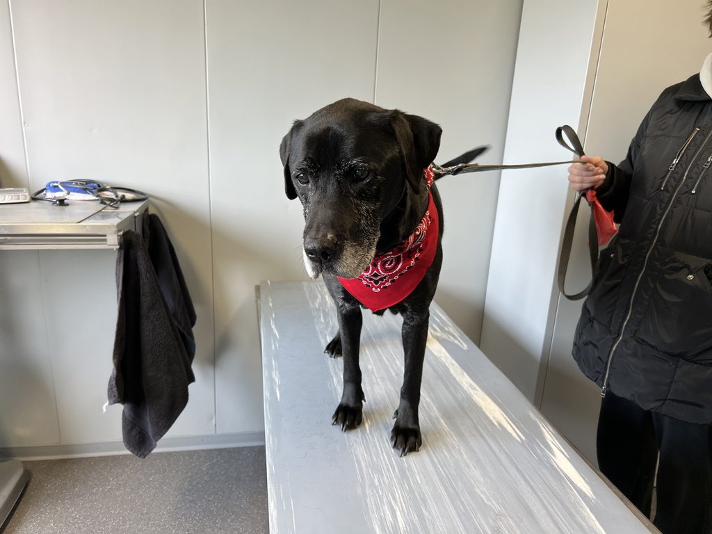 Dierenkliniek Tiel-Drumpt: Behandeling van een mastocytoom bij de hond met Stelfonta