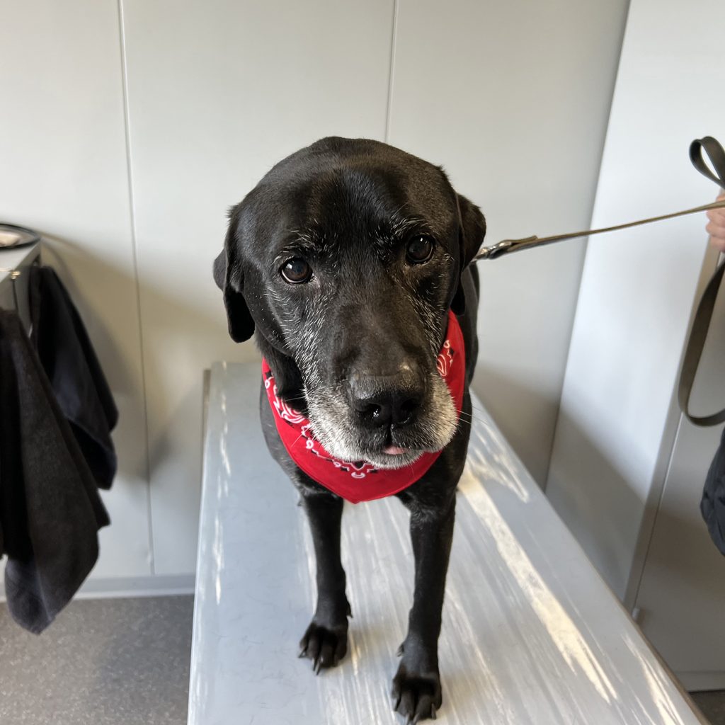 afbeelding Behandeling van een mastocytoom bij de hond met Stelfonta