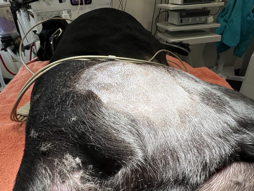 Dierenkliniek Tiel-Drumpt: Behandeling van een mastocytoom bij de hond met Stelfonta