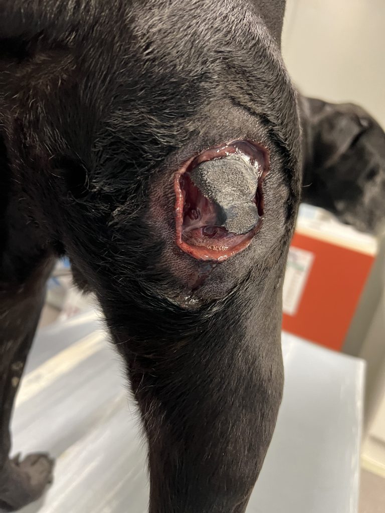 Dierenkliniek Tiel-Drumpt: Behandeling van een mastocytoom bij de hond met Stelfonta