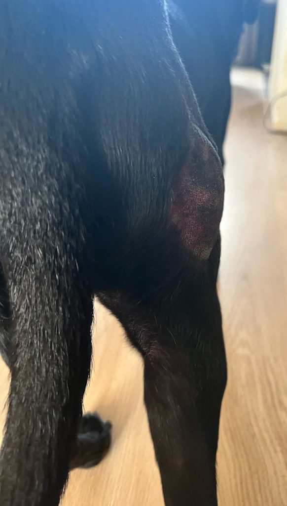 Dierenkliniek Tiel-Drumpt: Behandeling van een mastocytoom bij de hond met Stelfonta