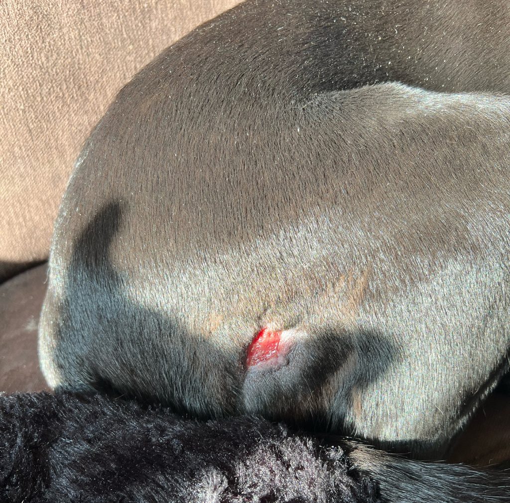 Dierenkliniek Tiel-Drumpt: Behandeling van een mastocytoom bij de hond met Stelfonta