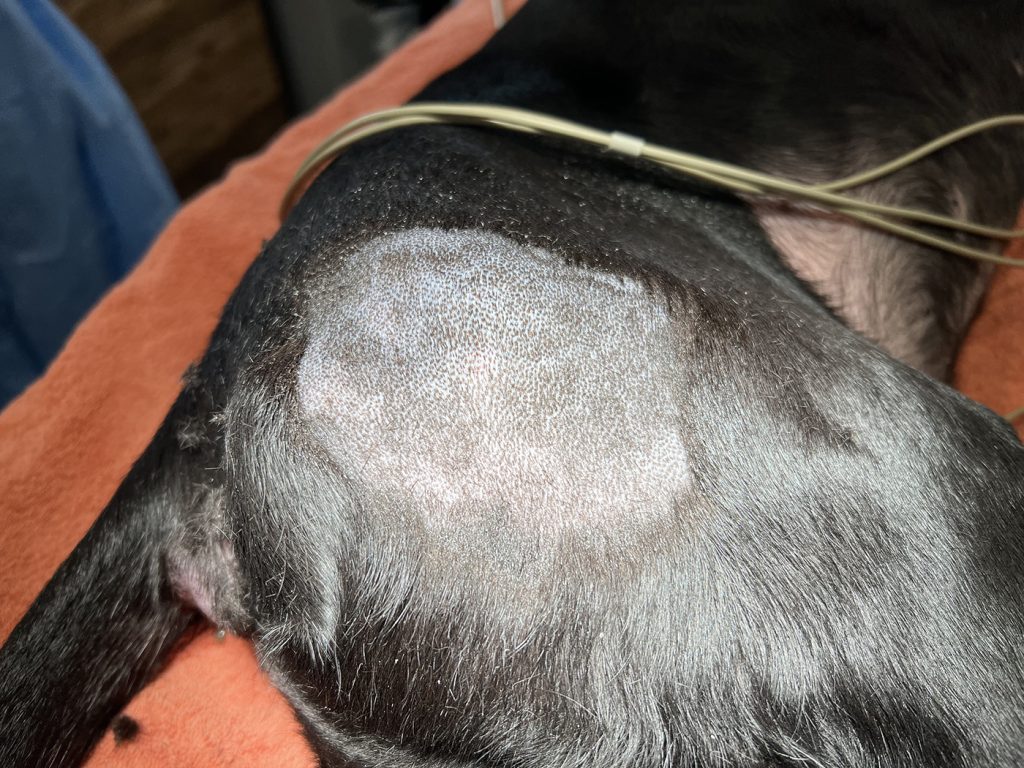 Dierenkliniek Tiel-Drumpt: Behandeling van een mastocytoom bij de hond met Stelfonta