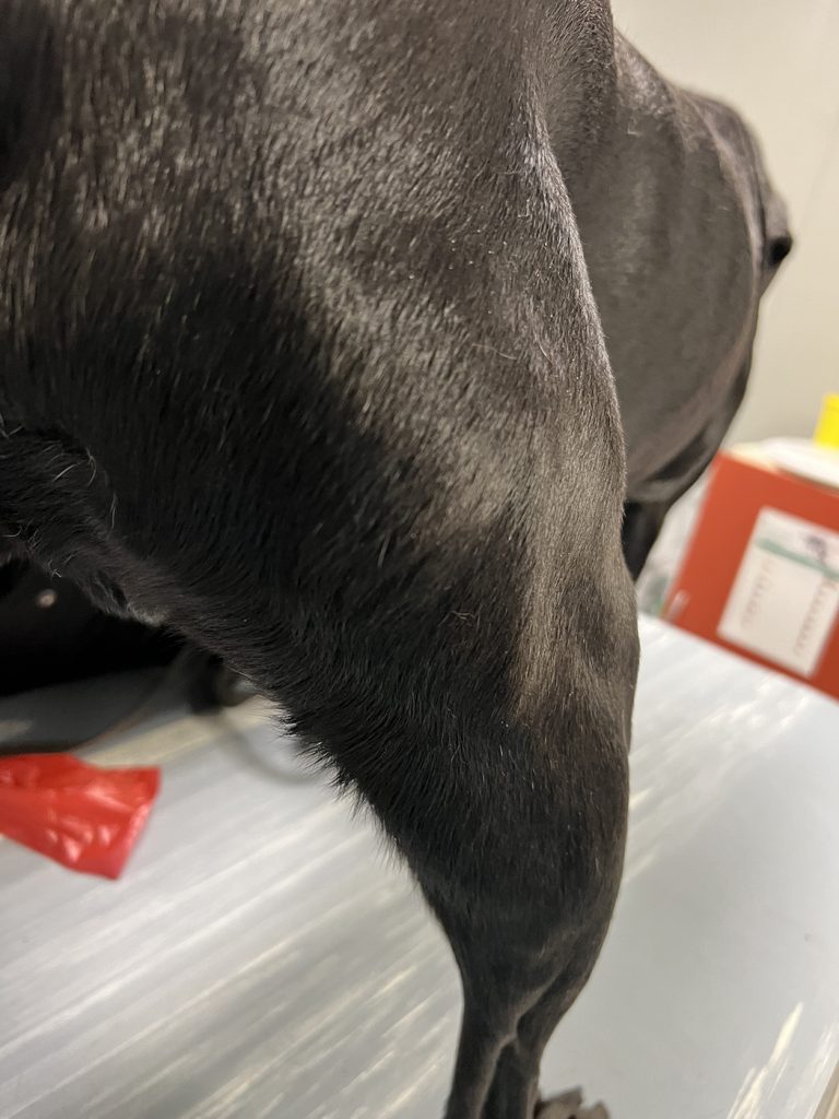 Dierenkliniek Tiel-Drumpt: Behandeling van een mastocytoom bij de hond met Stelfonta