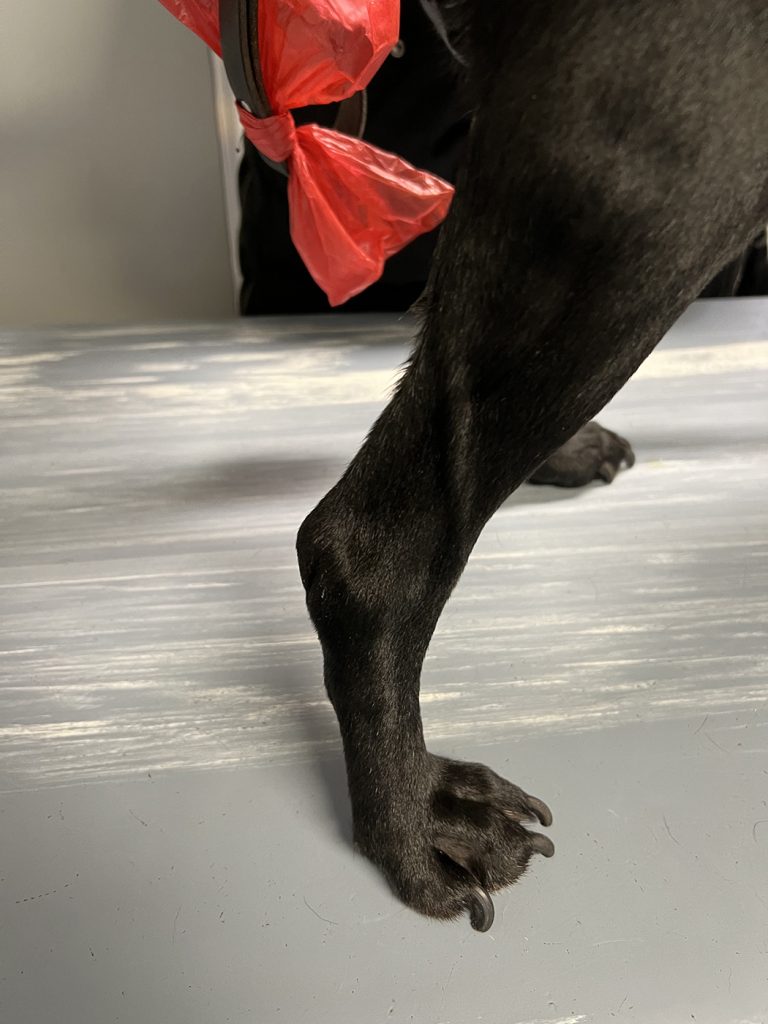 Dierenkliniek Tiel-Drumpt: Behandeling van een mastocytoom bij de hond met Stelfonta