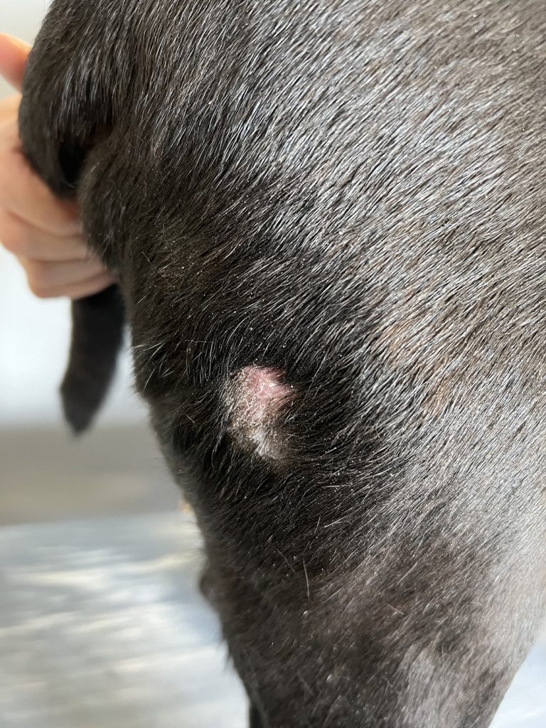 Dierenkliniek Tiel-Drumpt: Behandeling van een mastocytoom bij de hond met Stelfonta