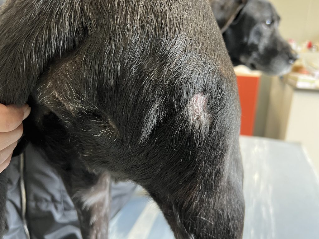 Dierenkliniek Tiel-Drumpt: Behandeling van een mastocytoom bij de hond met Stelfonta