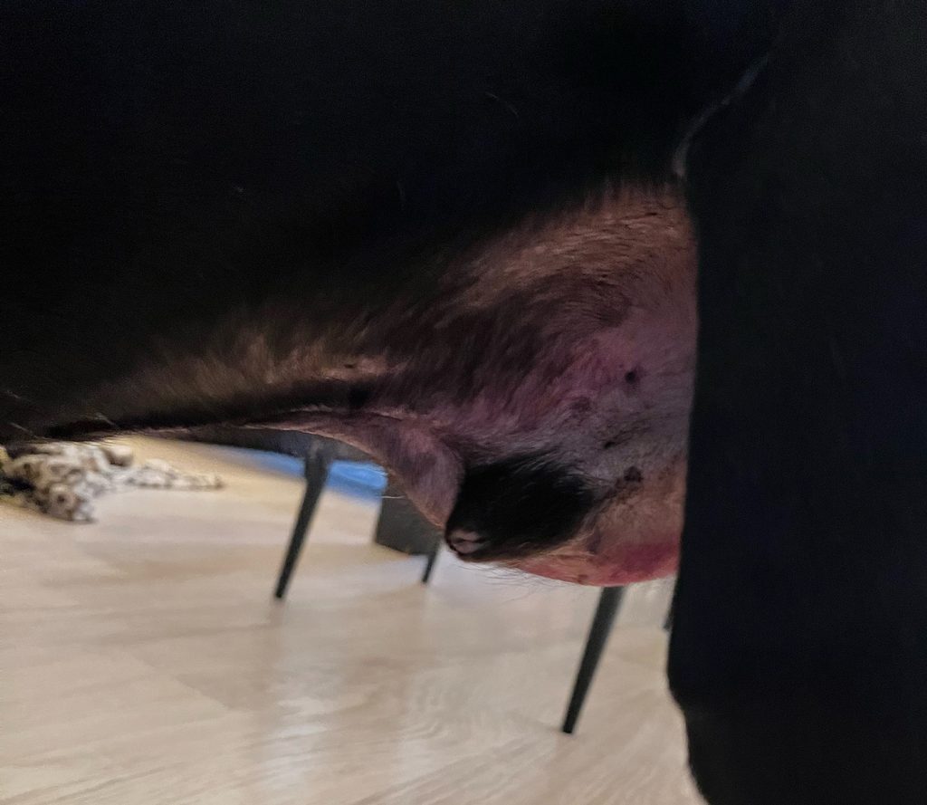 Dierenkliniek Tiel-Drumpt: Behandeling van een mastocytoom bij de hond met Stelfonta