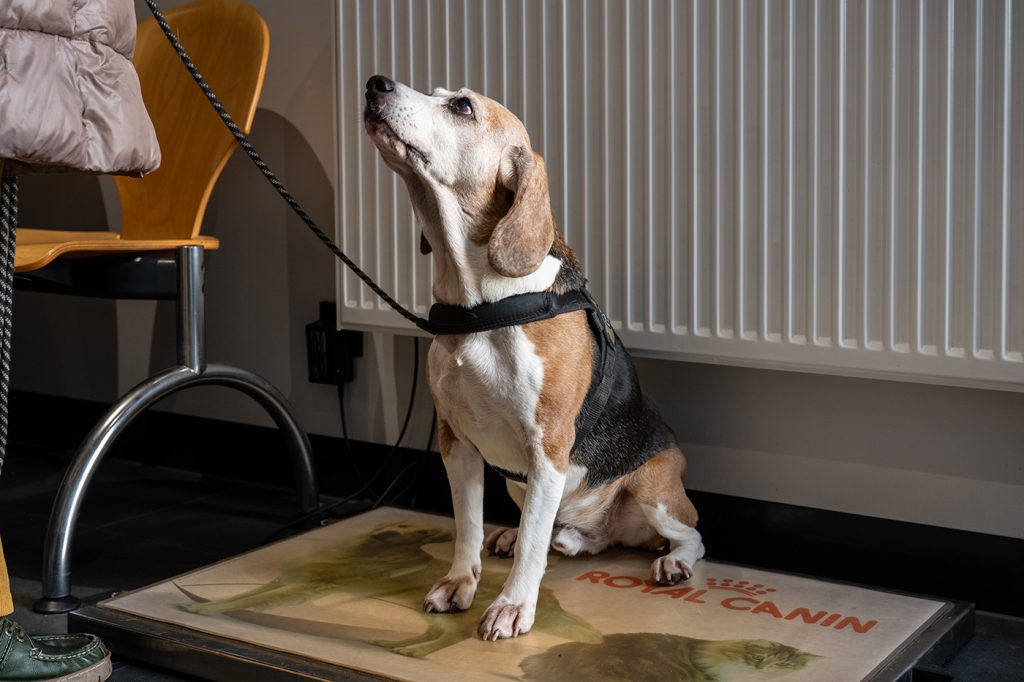 Dierenkliniek Tiel-Drumpt: Wachtkamer: Wegen op de weegschaal