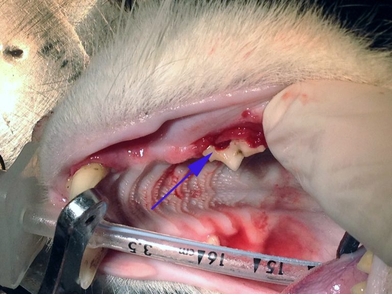 afbeelding De kat en het gebit