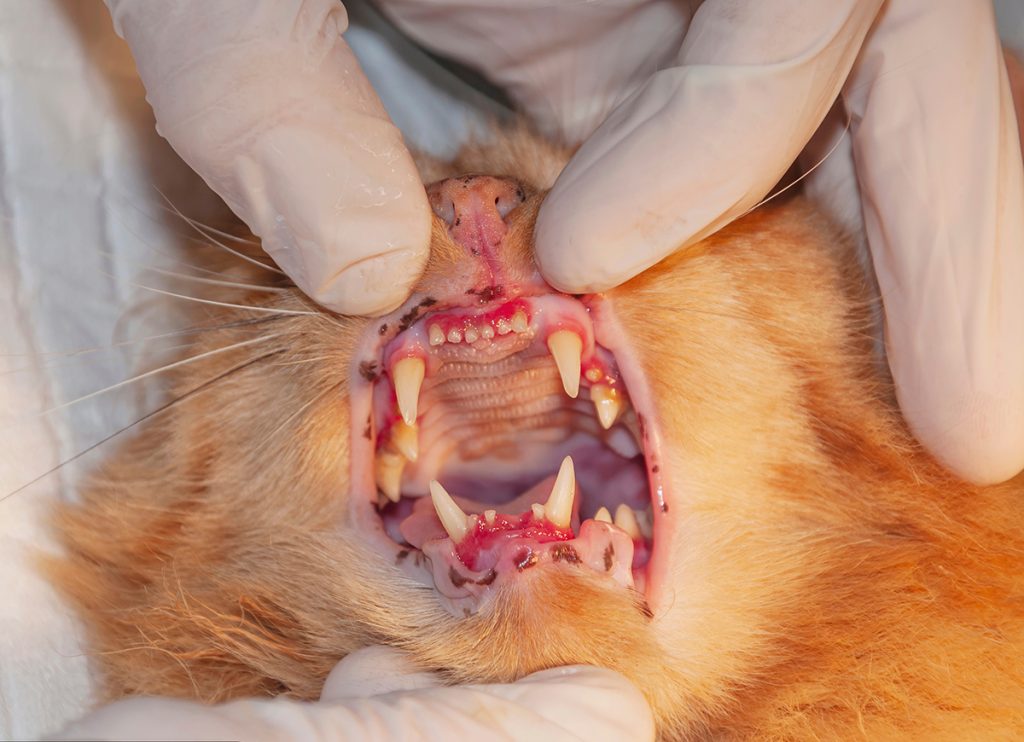 Dierenkliniek Tiel-Drumpt: Gingivitis-Stomatitis Complex (GSC) bij de kat