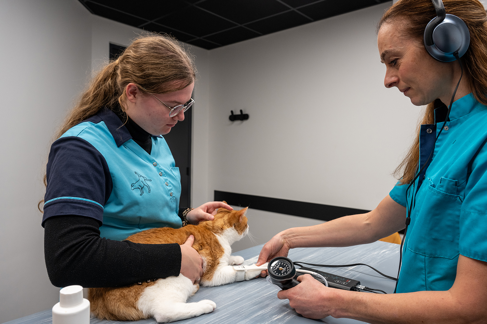 Dierenkliniek Tiel-Drumpt: Bloeddrukmeting bij de kat