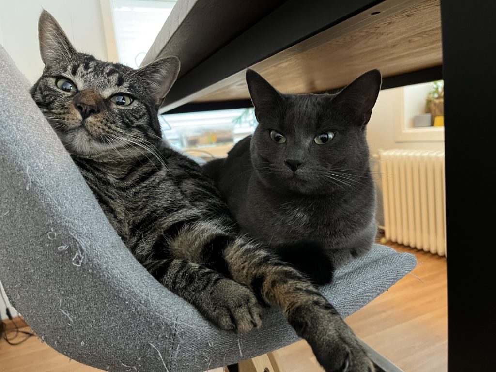 Dierenkliniek Tiel-Drumpt: De katten van Aukje