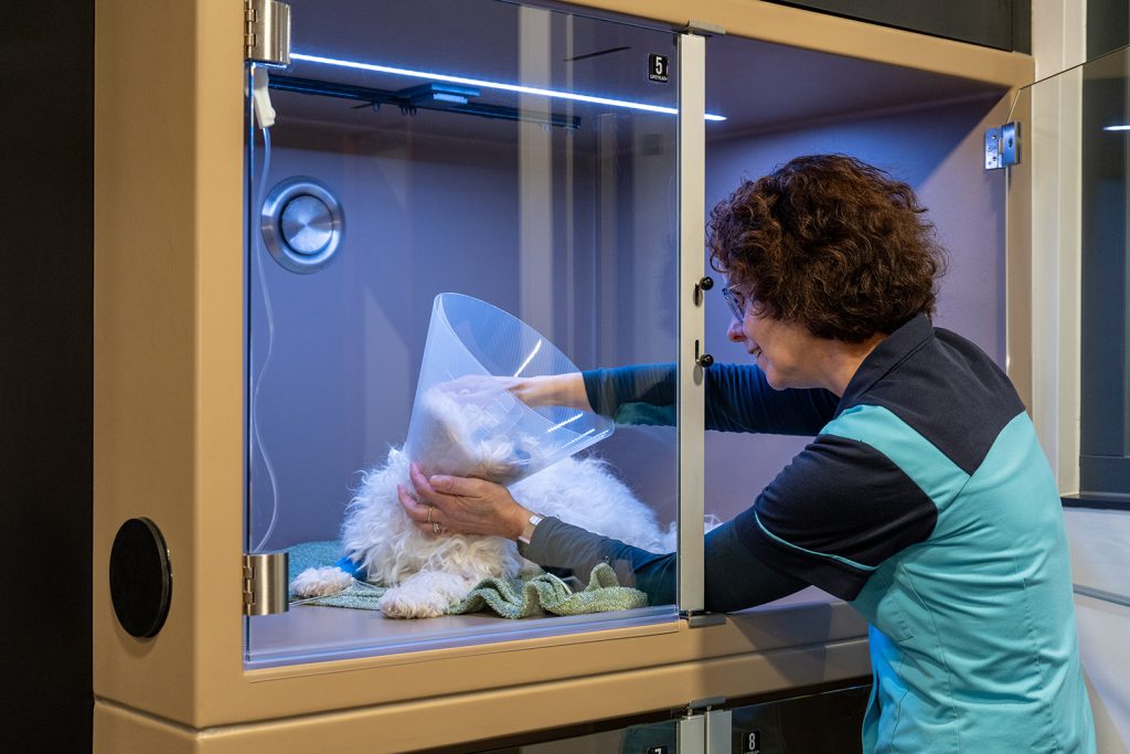 afbeelding Hondenopname