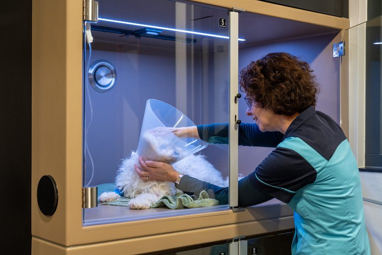 afbeelding Hondenopname