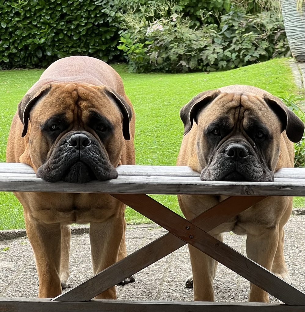 Dierenkliniek Tiel-Drumpt: Sanne paraveterinair: De honden