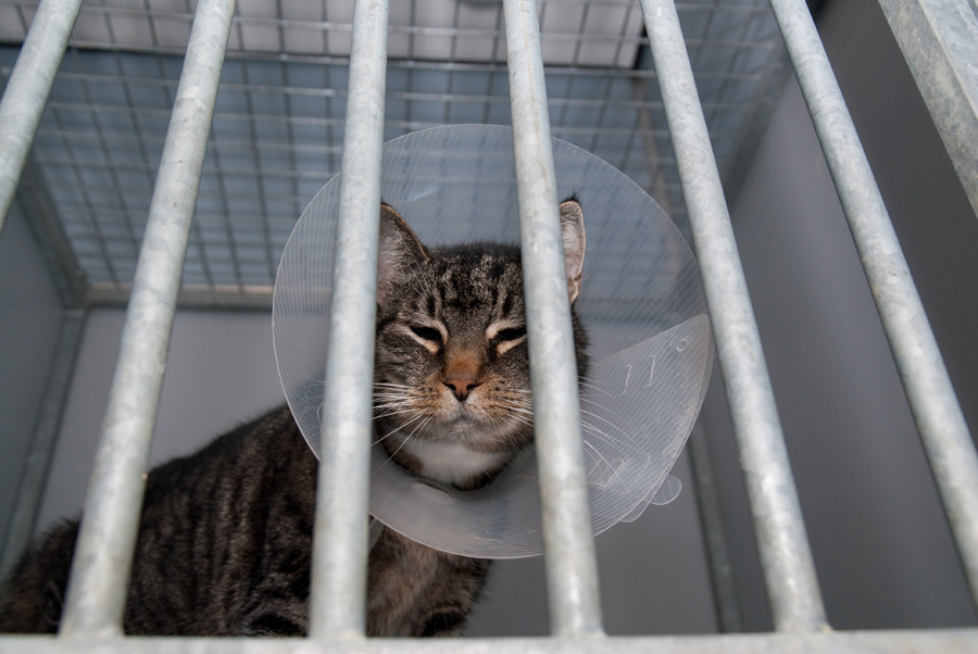 afbeelding Hoe doe je een kraag om?