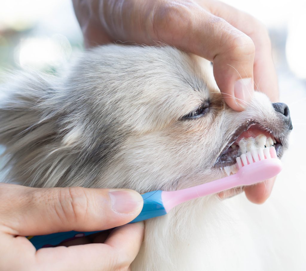 afbeelding Mag ik de tanden van mijn hond of kat poetsen met tandpasta voor mensen? 
