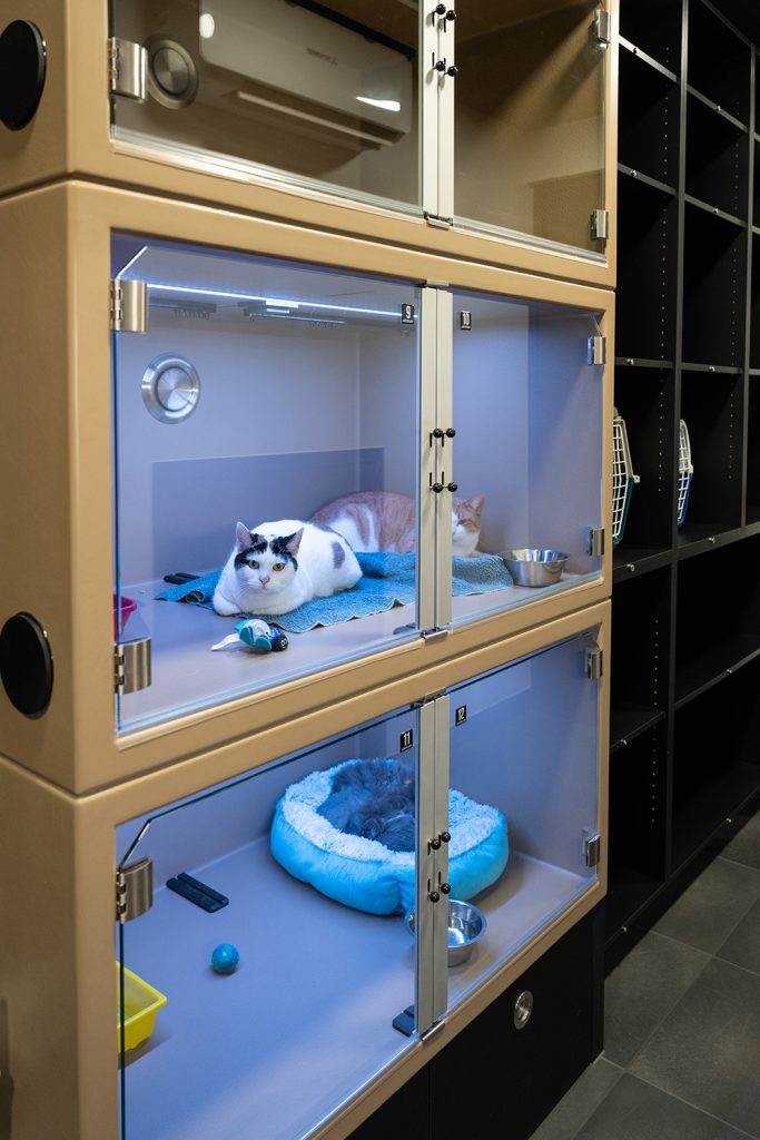 afbeelding Katten- en frettenopname