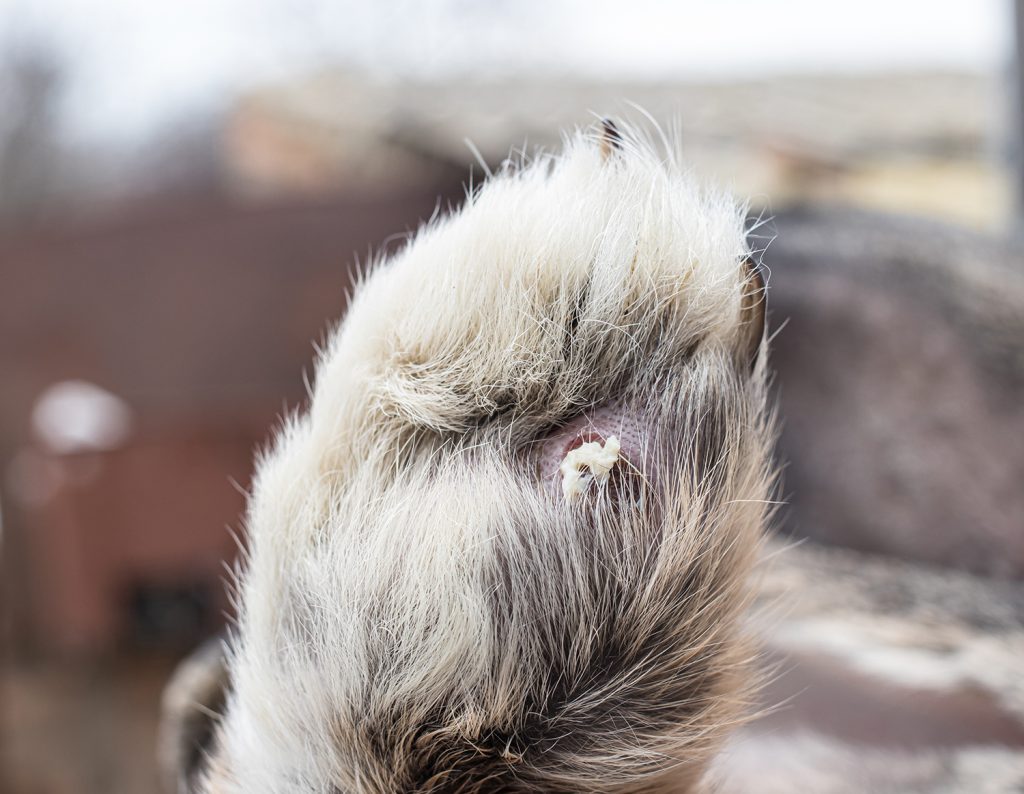 afbeelding Pododermatitis, of kapotte hakken