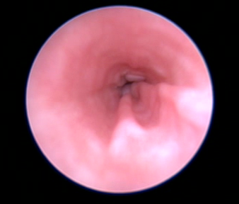 Dierenkliniek Tiel-Drumpt: Vaginoscopie bij een teef