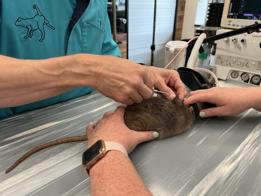 Dierenkliniek Tiel-Drumpt: Chemische castratie bij ratje Mees