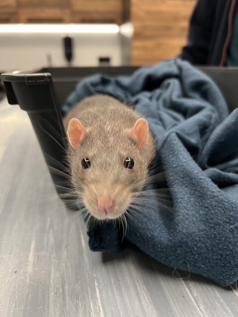 afbeelding Een chemische castratie bij de rat