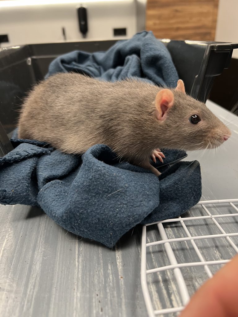 Dierenkliniek Tiel-Drumpt: Chemische castratie bij ratje Mees. Hij is weer helemaal blij.