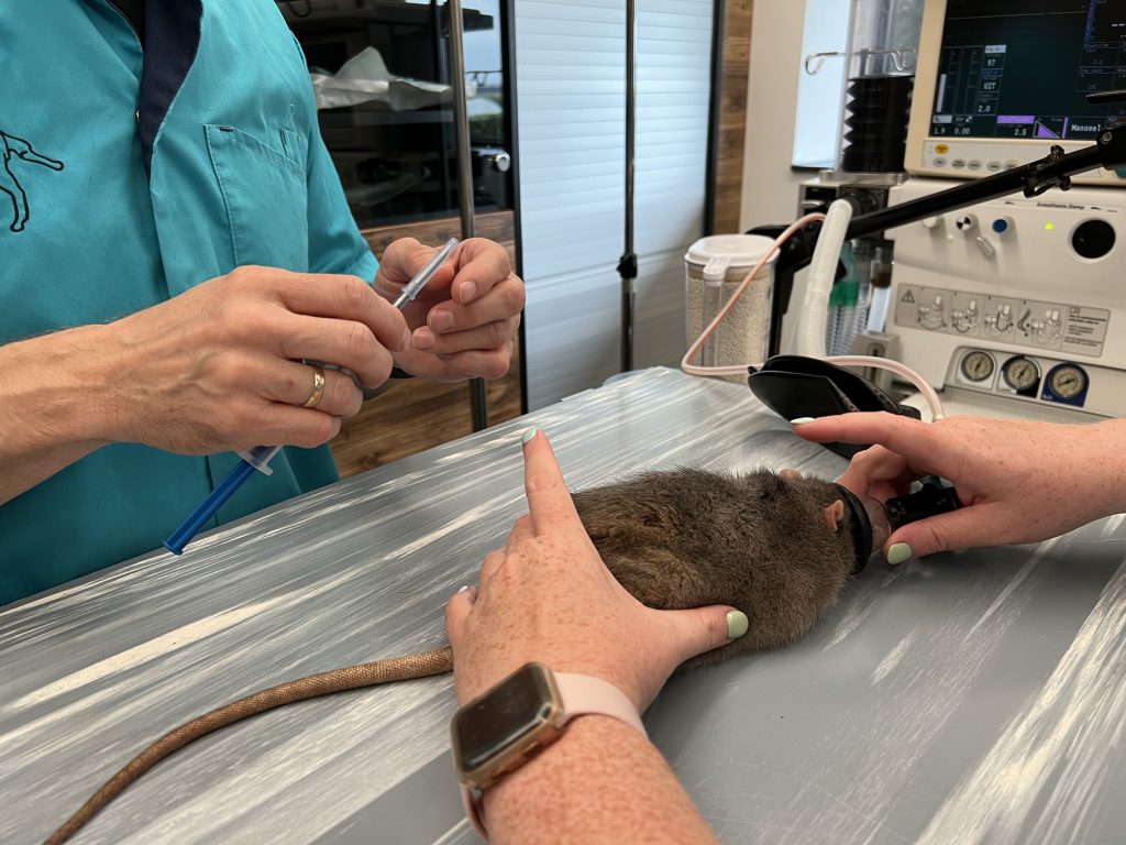 Dierenkliniek Tiel-Drumpt: Chemische castratie bij ratje Mees