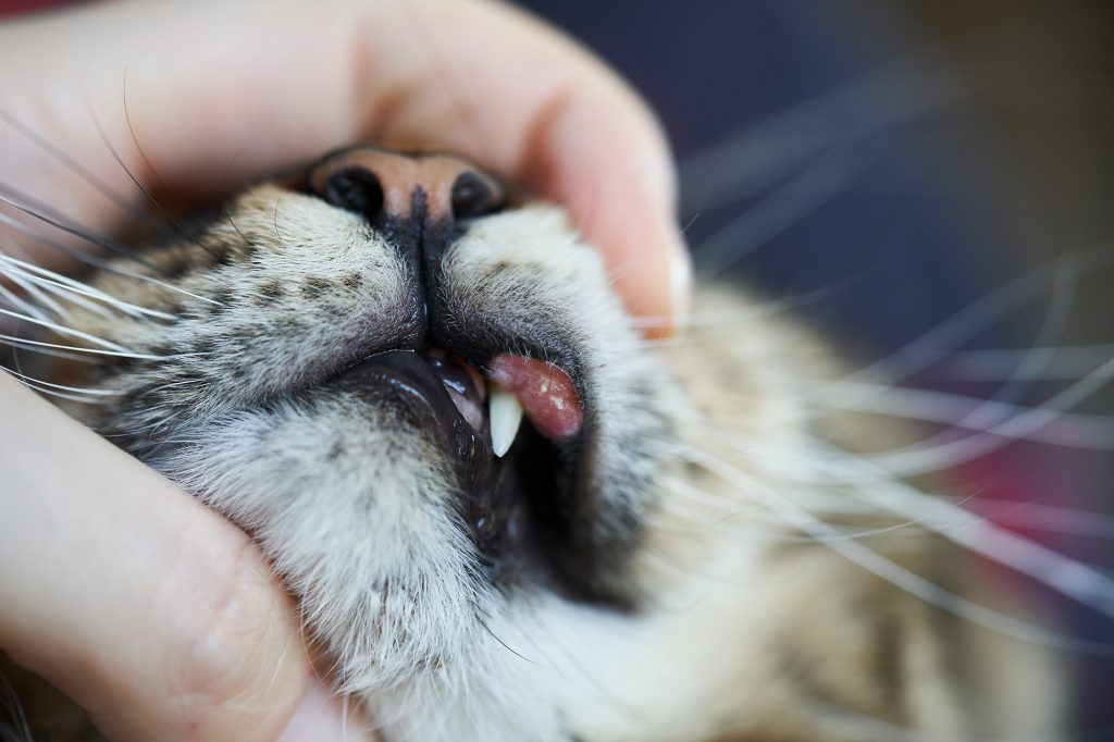 Dierenkliniek Tiel-Drumpt: Eosinofiel granoloom complex bij de kat.