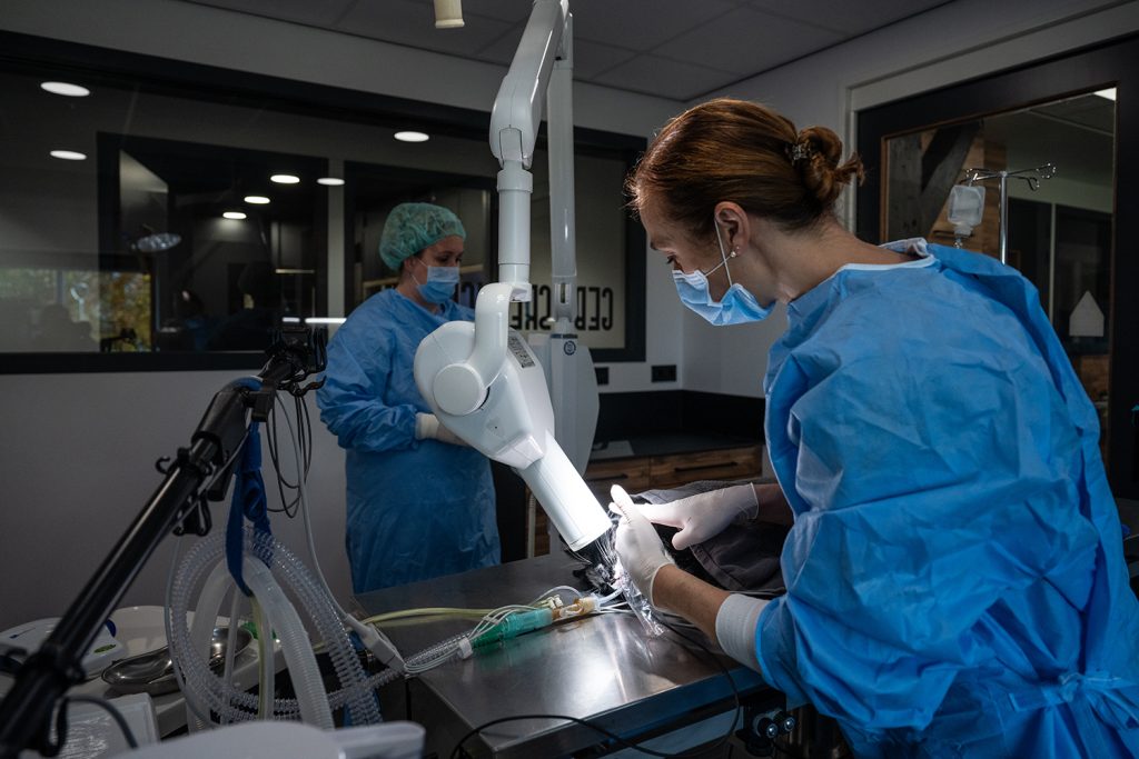 Dierenkliniek Tiel-Drumpt: dentale röntgen tijdens de gebitsbehandeling