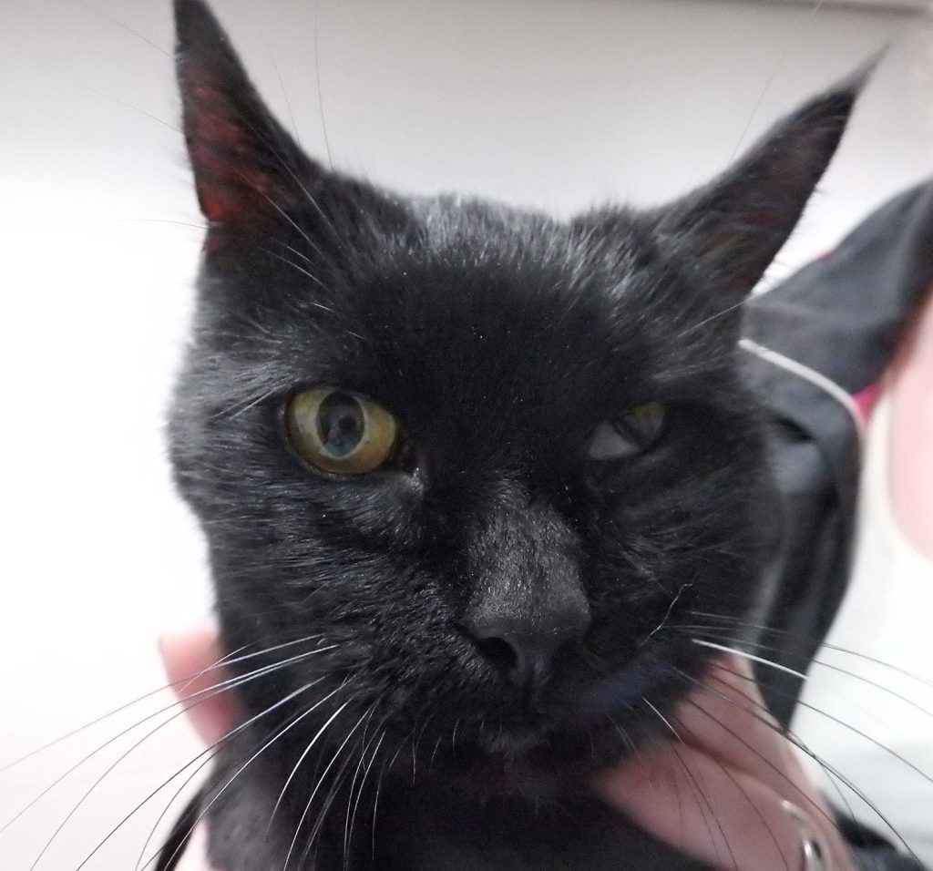 afbeelding Syndroom van Horner