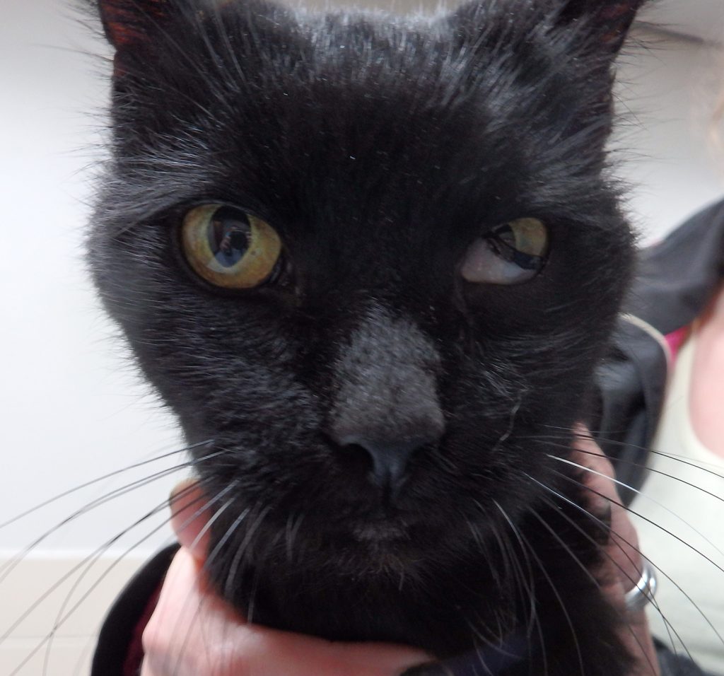 Dierenkliniek Tiel-Drumpt: Syndroom van Horner