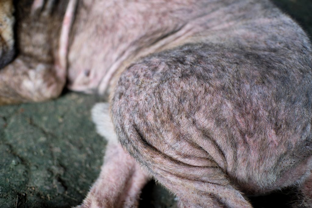 Dierenkliniek Tiel-Drumpt: demodex of jonge honden schurft