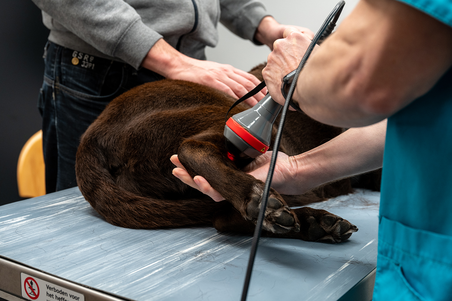 Dierenkliniek Tiel-Drumpt: Het laseren van de hak van een hond