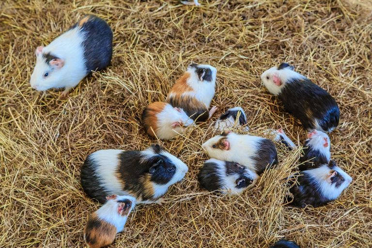 afbeelding Cavia en castratie / sterilisatie