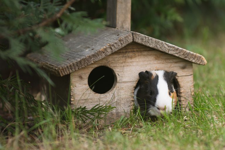 afbeelding Cavia en huisvesting