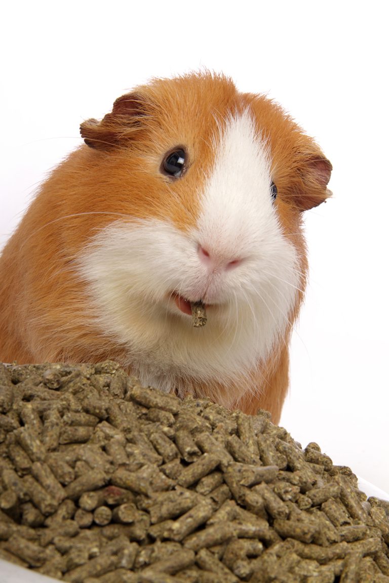 afbeelding Cavia en voeding