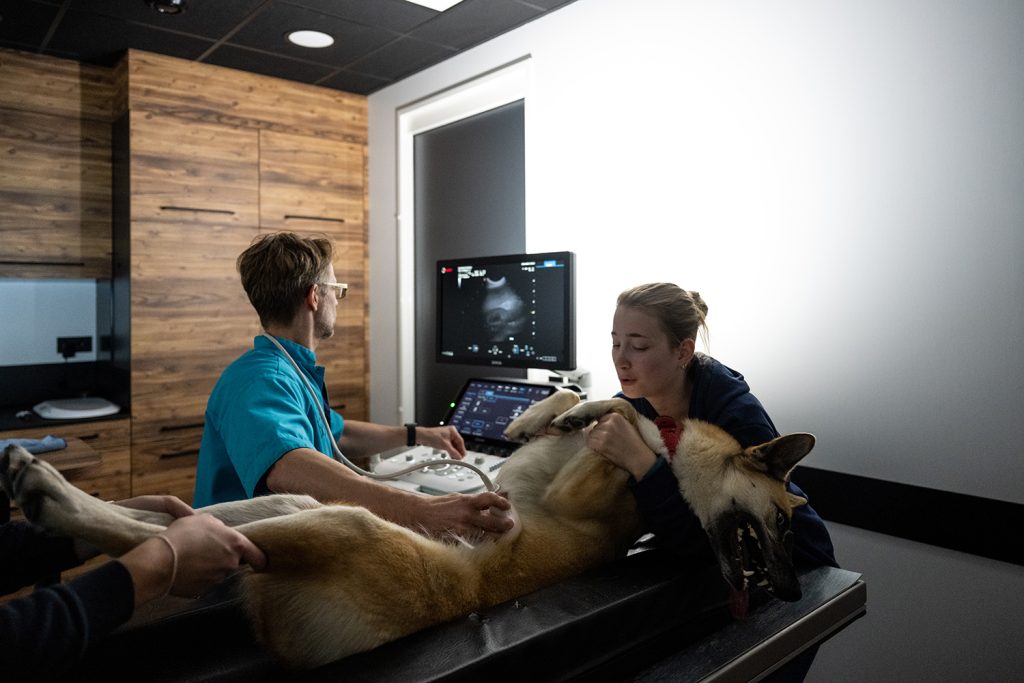 Dierenkliniek Tiel-Drumpt: Dierenarts voor Eck en Wiel; echo maken