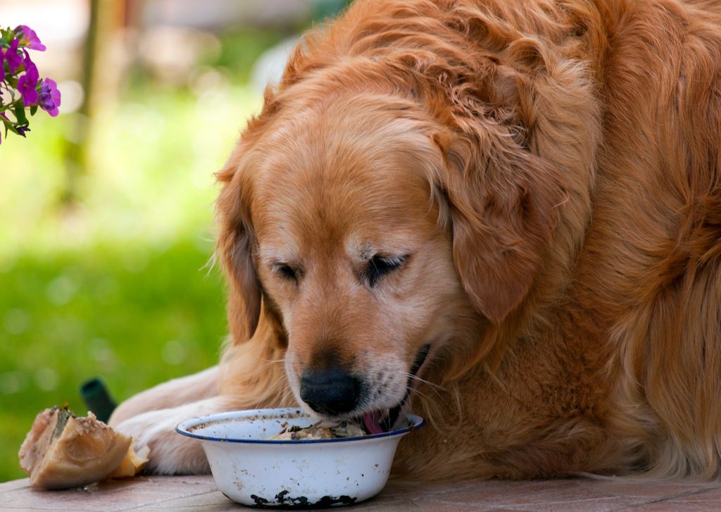 afbeelding Hypothyreoïdie