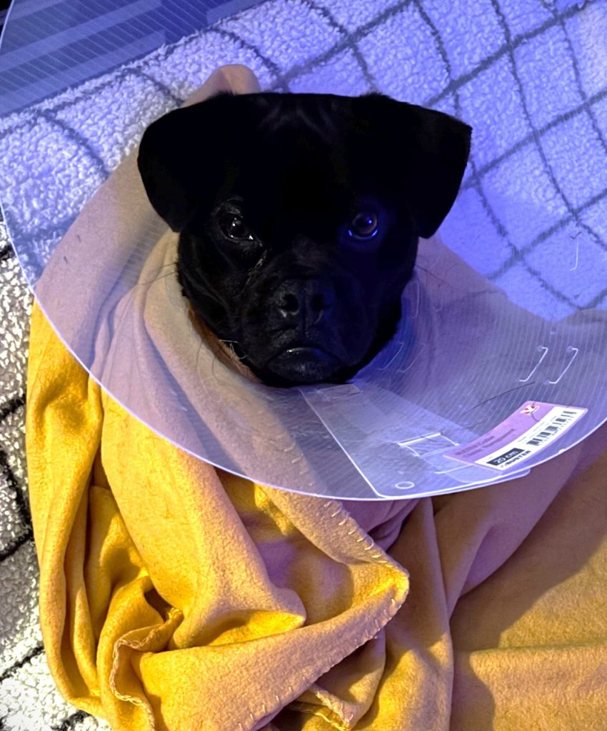 afbeelding Joep, een jonge hond die vaak moest overgeven/braken.