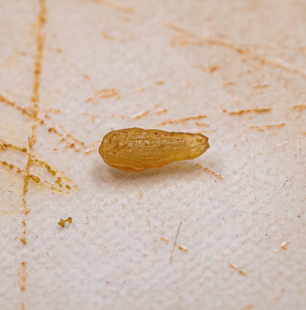 Dierenkliniek Tiel-Drumpt: Lintworm proglottid.