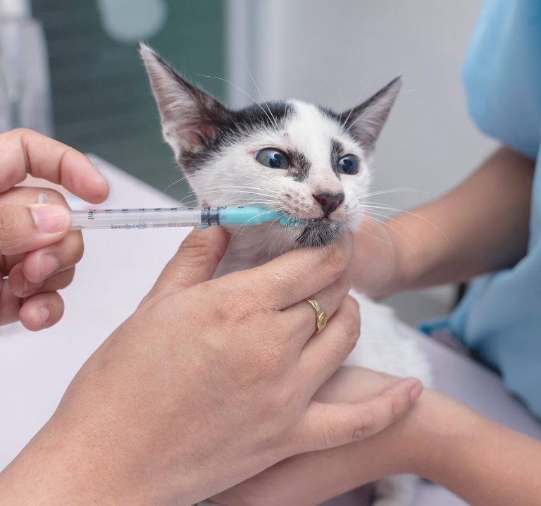 afbeelding Kat en parasieten