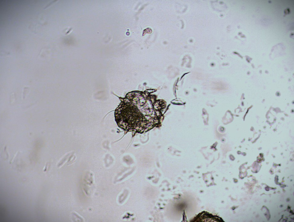 Dierenkliniek Tiel-Drumpt: parasitaire huidinfecties bij de cavia