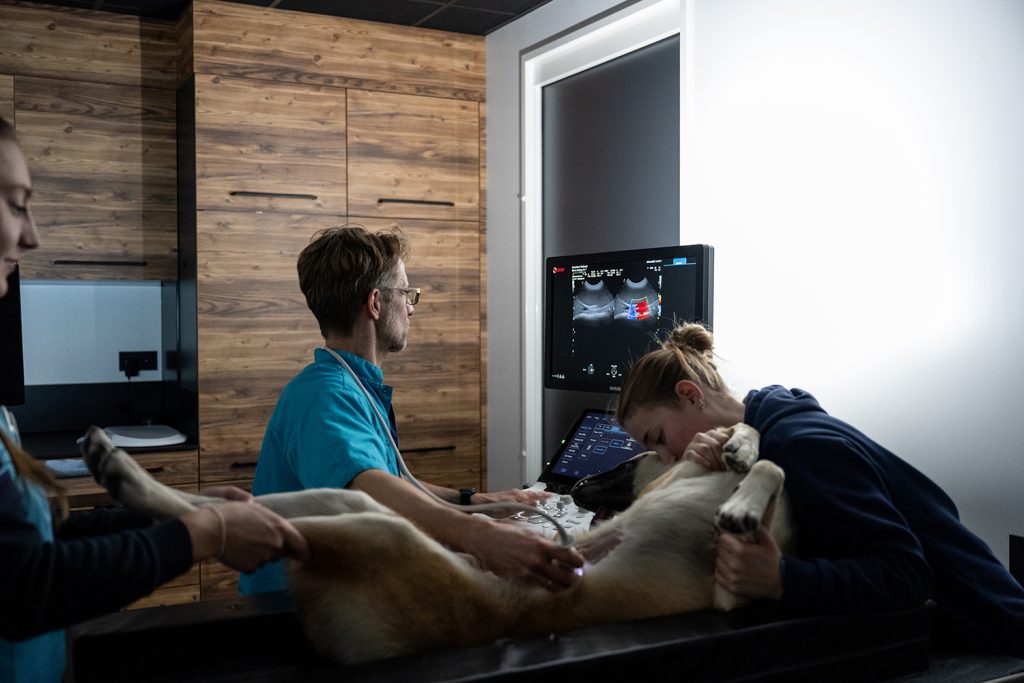 Dierenkliniek Tiel-Drumpt: Beeldvorming door middel van echografie