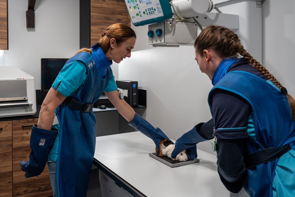 Dierenkliniek Tiel-Drumpt: Beeldvorming: Röntgenfoto bij de cavia