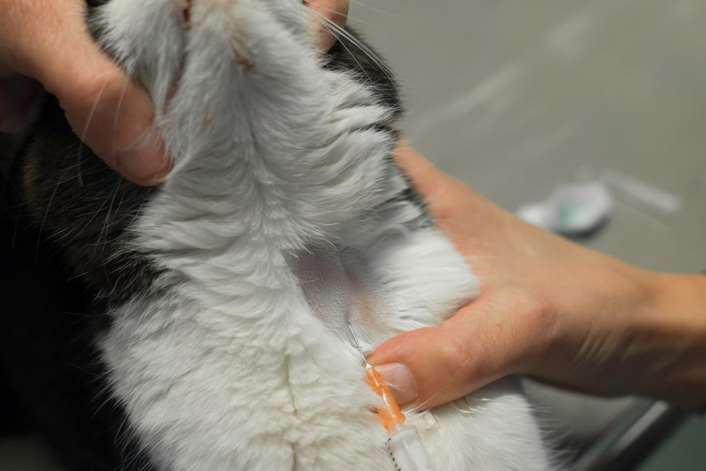 Dierenkliniek Tiel-Drumpt: Hyperthyreoïdie bij de kat: bloedonderzoek